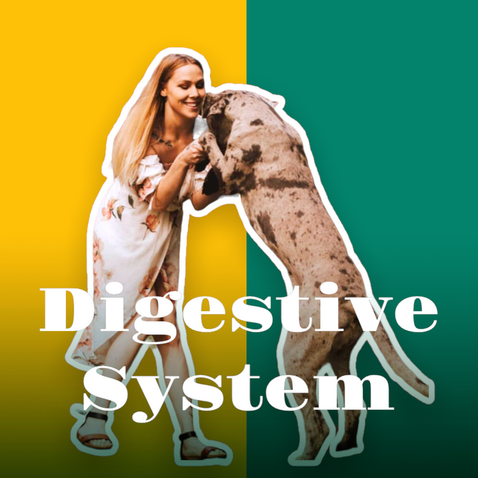 Dog’s Digestive System: Part 1 of 2