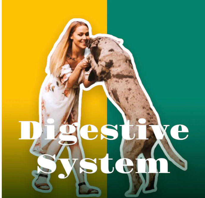 Dog’s Digestive System: Part 2 of 2